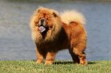 CHOW CHOW 397